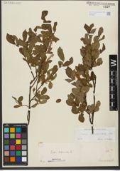 Foto von Salix waldsteiniana Willd.